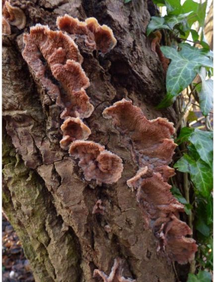Developing bracket-shaped fruit bodies on oak in the New Forest, UK.